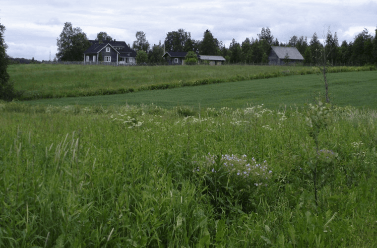 Karhunpään maisema 1