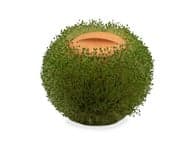 Green Orb Terracotta Istutuspallo