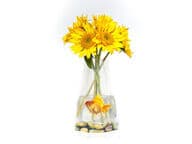 Ihmevaasi kultakalalla