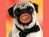 Pimp my dog Koiran purulelu