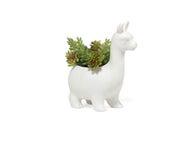 Lloyd the Llama Ruukku