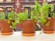 Monivuotiset taimikyltit kasvimaalle