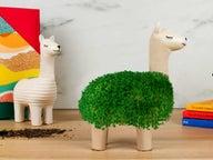Laama Istutussetti