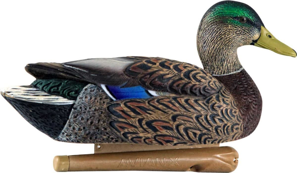 Avian-X Early Season sorsankuvat