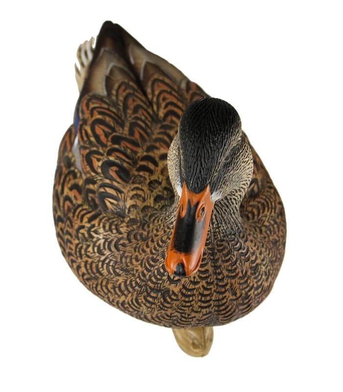 Avian-X Open Water sorsankuvat