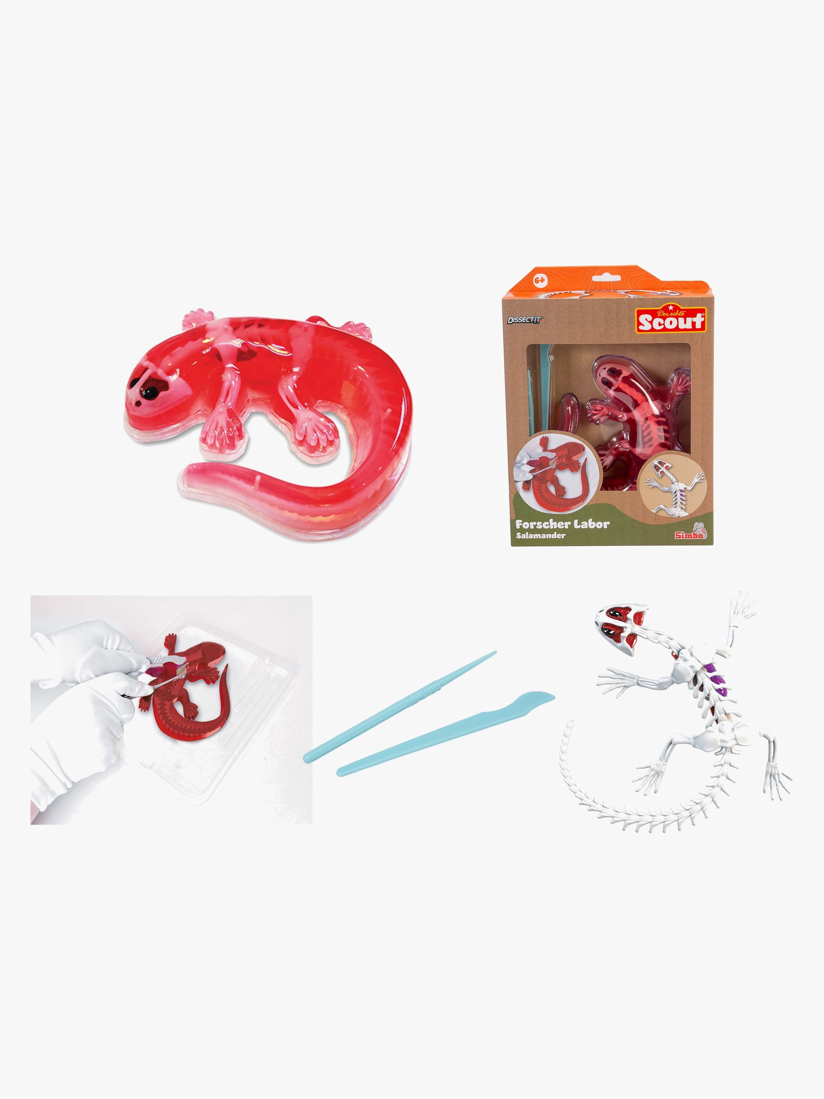 Scout Anatomian Tutkimussetti Salamanteri