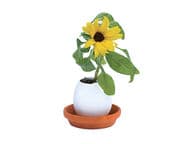 Munakukka (Auringonkukka)