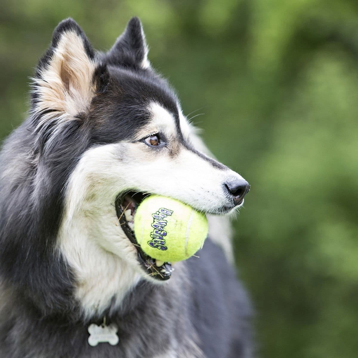KONG Airdog Squaker Ball narulla