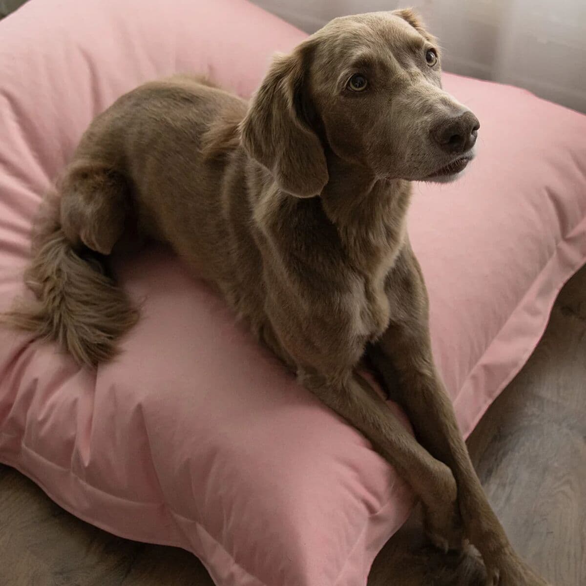 PAIKKA Lazy -koiran ulkopeti, pinkki